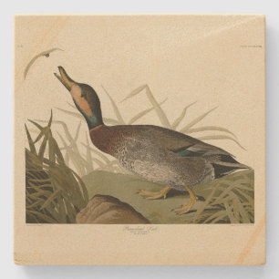 Porta-copo De Pedra Pato bemaculado (de cerveja), Pássaros de Audubon 