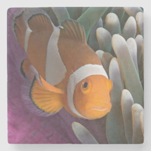 Porta-copo De Pedra Peixe-palhaço-ocidental