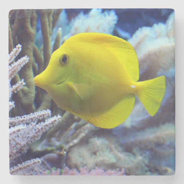 Porta-copo De Pedra Peixe-Tang De Saltwater Amarelo (Frente)