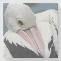 Pelicano australiano close up