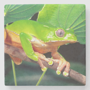 Porta-copo De Pedra Perereca-macaco gigante bicolor, Phyllomedusa