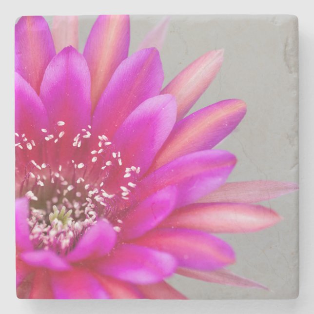 Porta-copo De Pedra pétalas de flores de Cactus Rosa Vibrantes (Frente)