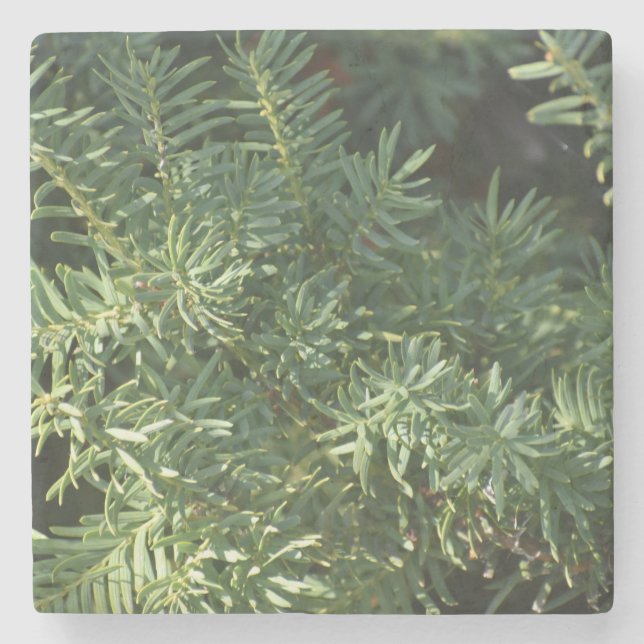 Porta-copo De Pedra Pine Forest (Frente)