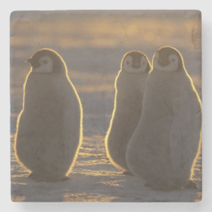 Porta-copo De Pedra Pinguins-imperadores