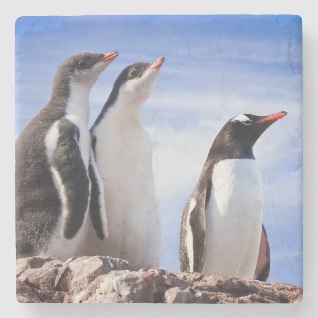 Porta-copo De Pedra Pinguins na Antártica (Frente)