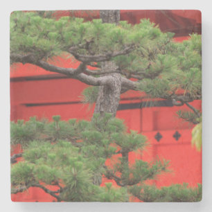 Porta-copo De Pedra Pinheiro Bonsai