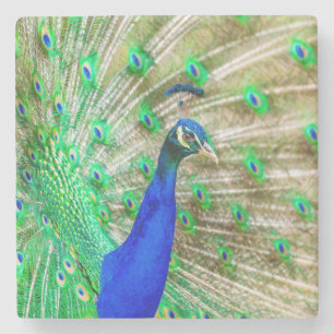 Porta-copo De Pedra Plumagem de Peacock