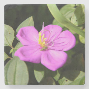 Porta-copo De Pedra Plumeria Poster Faux Canvas, Rosa Havaiana, Imprim