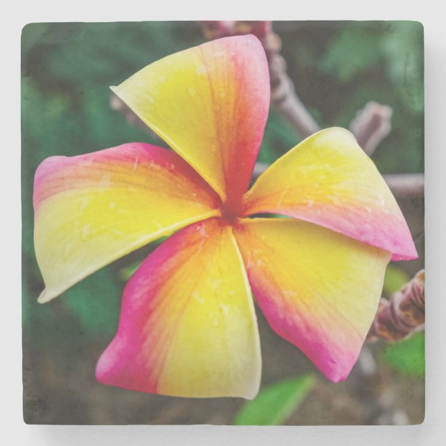 Porta-copo De Pedra Plumeria rubra (Frente)