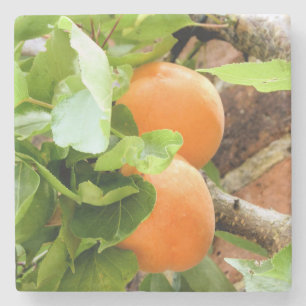 PORTA-COPO DE PEDRA PLUMES