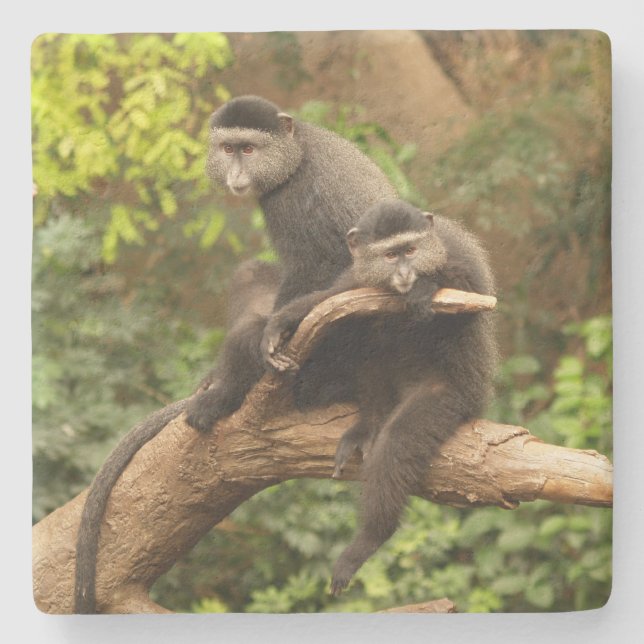 Porta-copo De Pedra Porta copos ao Quadrado do Macaco (Frente)