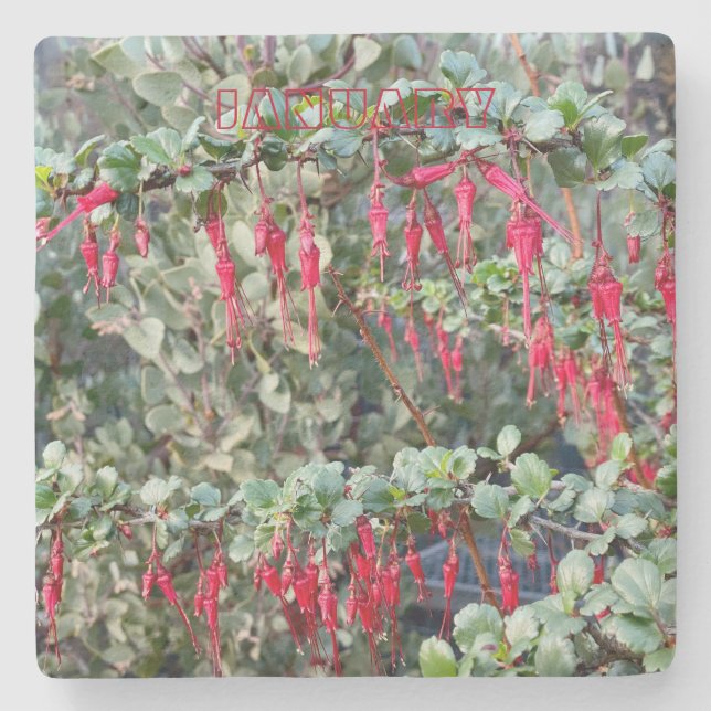 PORTA-COPO DE PEDRA PORTA COPOS DA CALIFÓRNIA: JANEIRO (Frente)