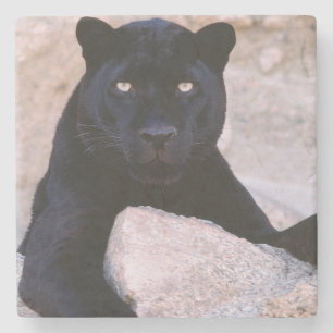 Porta-copo De Pedra Porta copos da pedra do gato preto