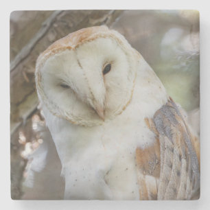 Porta-copo De Pedra Porta copos do Retrato de Barn Owl