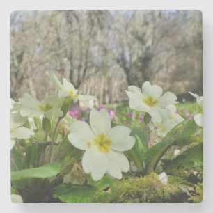 Porta-copo De Pedra Porta copos Primrose Stone