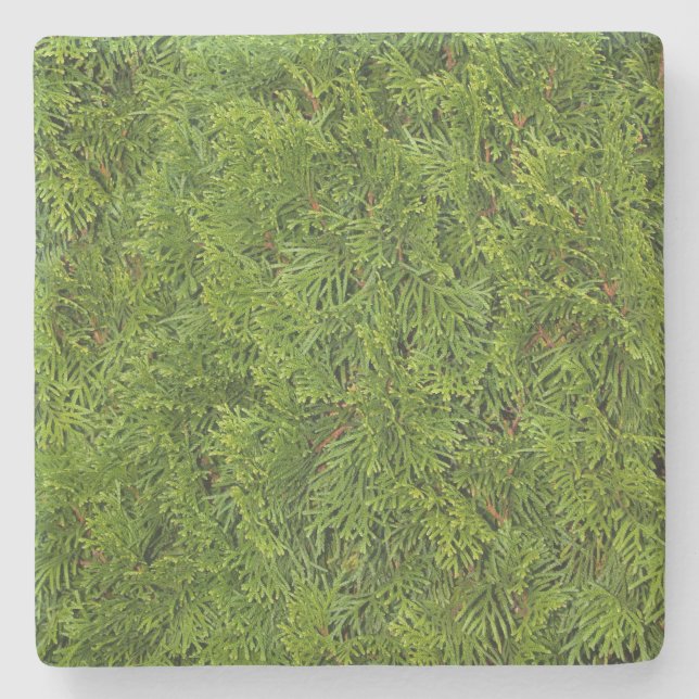 Porta-copo De Pedra Porta copos Quadrada dos Membros do Cedar Verde (Frente)