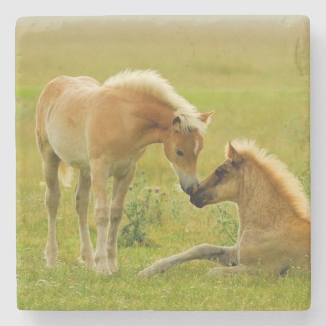 Porta-copo De Pedra Potros do cavalo (Frente)