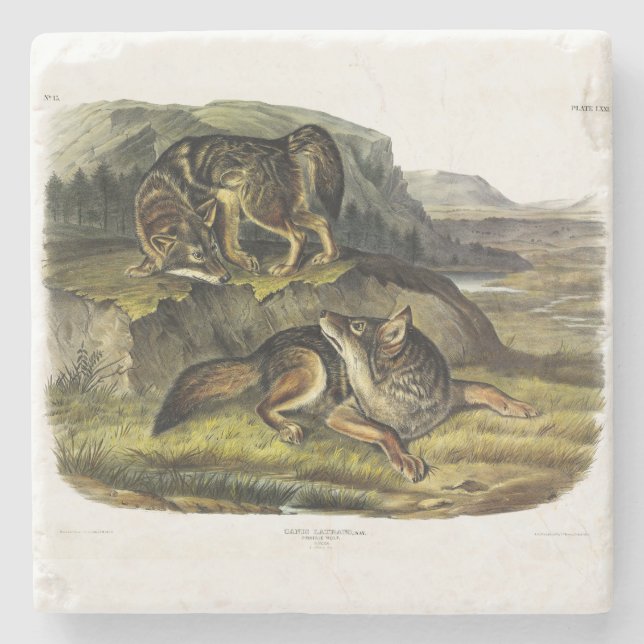 Porta-copo De Pedra Prairie Wolf (Coyote) dos Quadrupeds de Audubon (Frente)