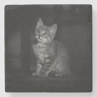 Precioso Kitten