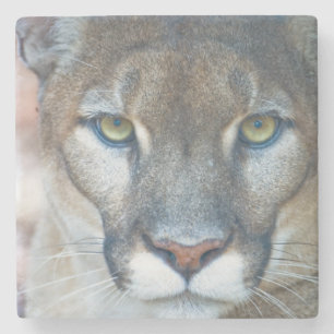 Porta-copo De Pedra Puma, leão-da-montanha, pantera-da-flórida, Puma