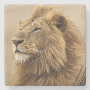 Porta-copo De Pedra Quênia, Masai Mara Leão macho