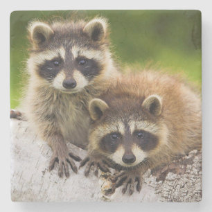 Porta-copo De Pedra Racoon