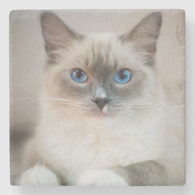 Porta-copo De Pedra Ragdolé ‎ Gato Azul (Frente)