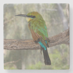 Porta-copo De Pedra Rainbow bee eater bird, Austrália