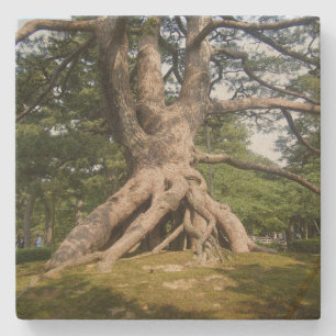 Porta-copo De Pedra Raízes e Galhos de Antiga Pinheira Japonesa