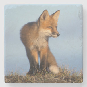 Porta-copo De Pedra Raposa vermelha, Vulpes vulpes