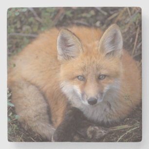 Porta-copo De Pedra raposa-vermelha, Vulpes vulpes, em cores de outono