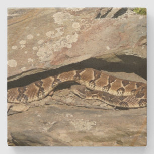 Porta-copo De Pedra Rattlesnake no Parque Nacional de Shenandoah