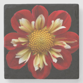 Porta-copo De Pedra Red Collarette Dahlia on Black Floral
