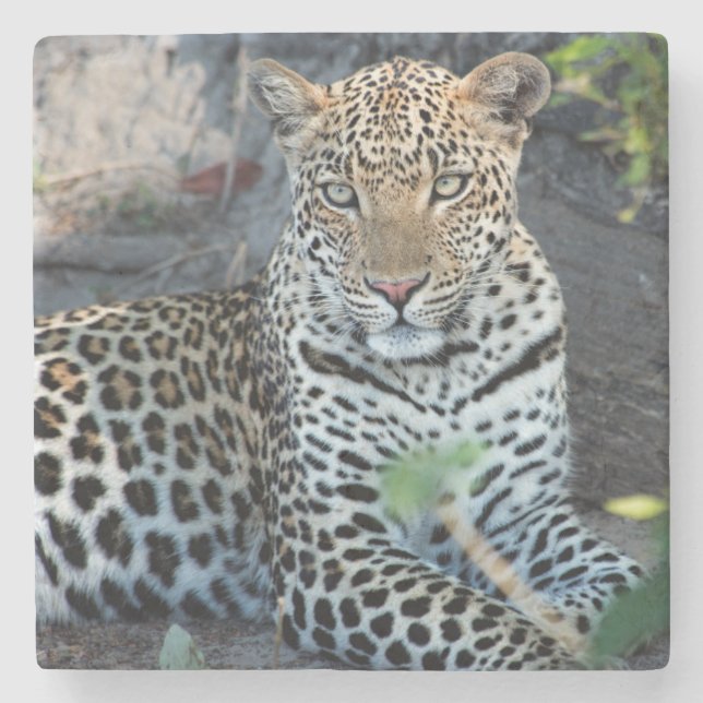 Porta-copo De Pedra Retrato aproximado de leopardo sentado (Frente)