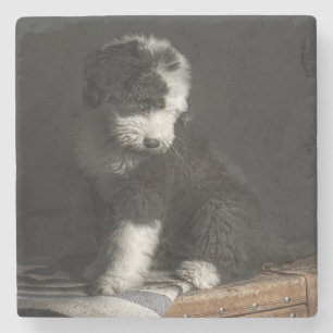 Porta-copo De Pedra Retrato Bobtail do filhote de cachorro no estúdio