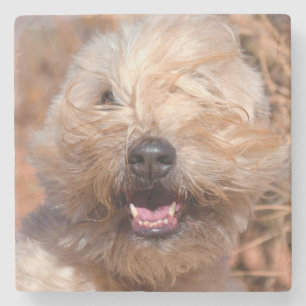 Porta-copo De Pedra Retrato de Soft Coated Wheaten Terrier