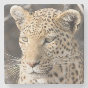 Porta-copo De Pedra Retrato leopardo