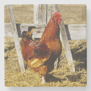 Porta-copo De Pedra Rhode Island Red Rooster