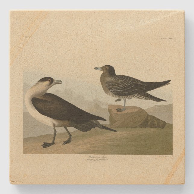 Porta-copo De Pedra Richardson's Jager das Aves da América de Audubon (Frente)