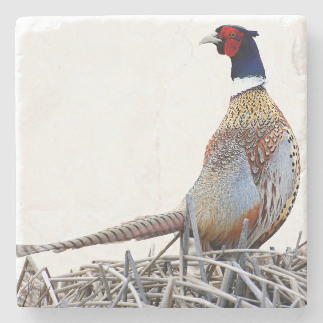 Porta-copo De Pedra Ring-necked Pheasant Photo Stone Trivet (Frente)