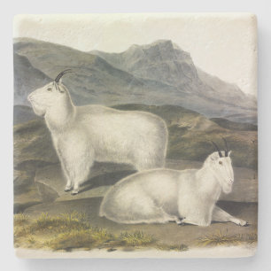 Porta-copo De Pedra Rocky Mountain Goat (Americana de Capra por Audubo