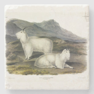 Porta-copo De Pedra Rocky Mountain Goat (Americana de Capra por Audubo