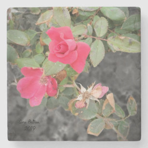Porta-copo De Pedra Rosa Bush na praia
