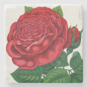 Porta-copo De Pedra Rose Print Rochester Lithographing and Printing Co