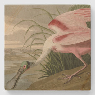 Porta-copo De Pedra Roseate Spoonbill, das Aves da América de Audubon