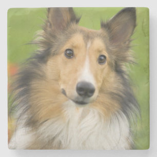 Porta-copo De Pedra Rough Collie, cachorro