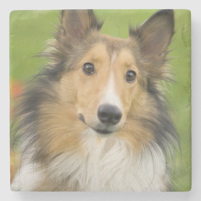 Porta-copo De Pedra Rough Collie, cachorro (Frente)
