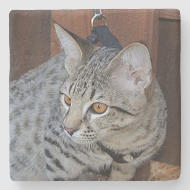 Porta-copo De Pedra Savannah Cat Square Porta copos (Frente)