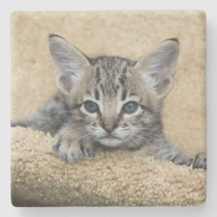Porta-copo De Pedra Savannah Cat Square Porta copos