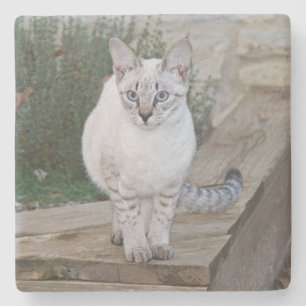 Porta-copo De Pedra Savannah Cat Square Porta copos